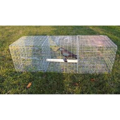BoxTrap live trap for crows | 3 chambers