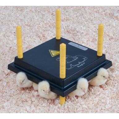 Hot plate for chicks