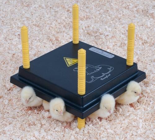 Chick rearing