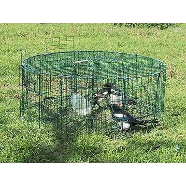 BoxTrap live trap for magpies and ravens | 5 doors (32 cm x 80 cm) | green