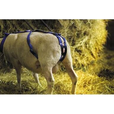 KAMER Incident bandage for sheep| Nylon