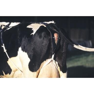 KAMER Vorfallbandage für Kühe | Leder