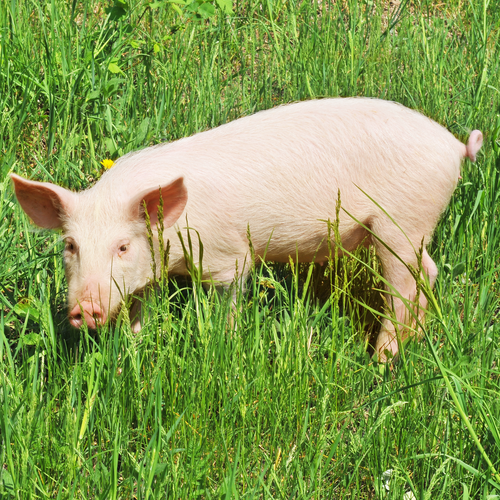 Fences for pasture pigs