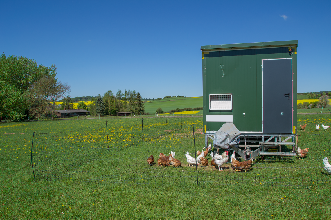 Hühnerstall mit mobiler Einzäunung im Außenbereich