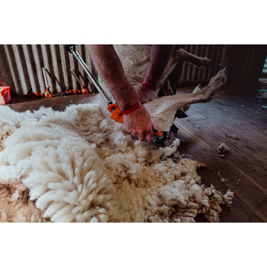 Schermaschinen für Schafe