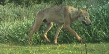 Wolf auf Nordseeinsel nachgewiesen