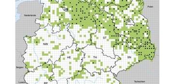 Wolfspopulation in Deutschland wächst