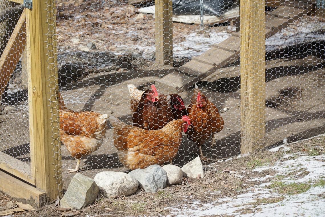 Hühner umzäunt von festem Zaun