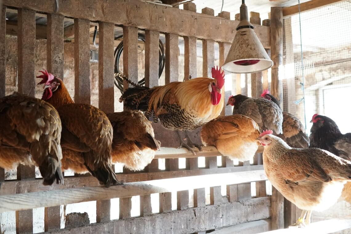 Hühner auf Sitzstangen