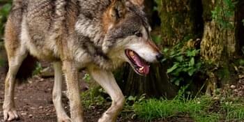 Gericht stoppt Wolfsabschuss in der Rhön