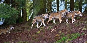 Deutschland meldet günstigen Erhaltungszustand des Wolfs an EU-Kommission