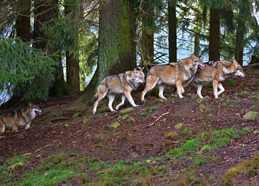 Wölfe sind in Deutschland geschützt