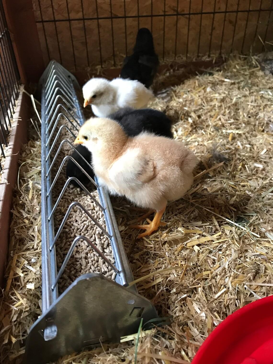 Küken am Futtertrog