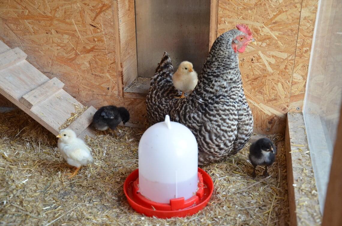 Henne mit Küken und Hühnertränke